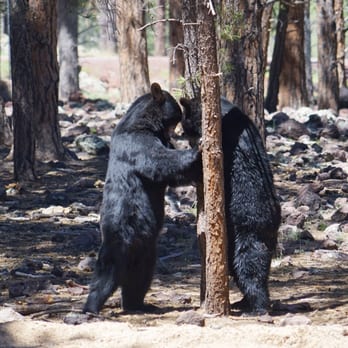 Bearizona - Zoos Near Me - Williams, Arizona