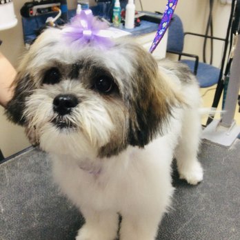 Belly Rubs Biscuit Bar & Spa - After - Pet Groomers Near Me - Ashburn, Virginia Belly Rubs Biscuit Bar & Spa - After - Pet Groomers Near Me - Ashburn, Virginia