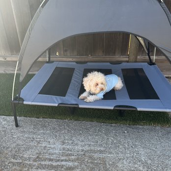 Rivera’s Paw Academy - Papas relaxing under the shade - Pet Training Near Me Rivera’s Paw Academy - Papas relaxing under the shade - Pet Training Near Me