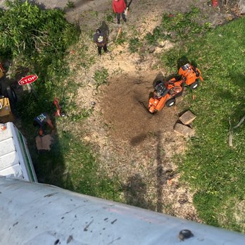 Mr X Tree Service - Tree Services Near Me Mr X Tree Service - Tree Services Near Me