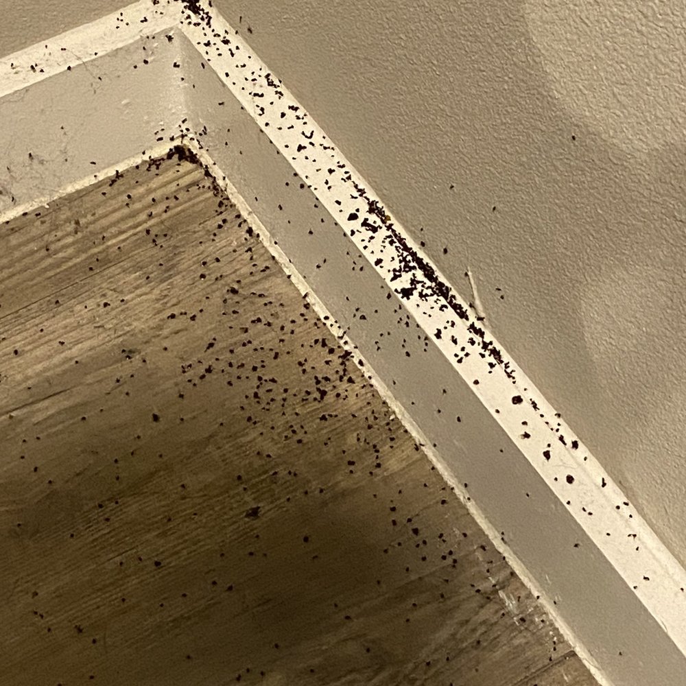 BUGS BUGS