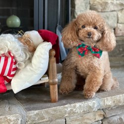 Fetching Styles - Rook is styling Christmas, Fetching?