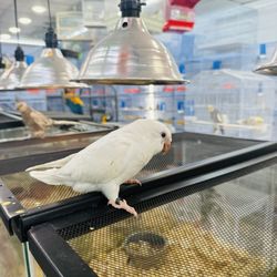 Animal House Pet Shop - Bellas cotorritas
