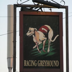 Racing Greyhound