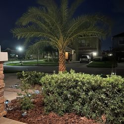 Howard’s Tree & Land Development - New palm in front yard