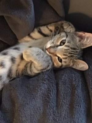 cozycroft pet hospital