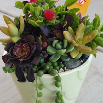 Organic Designs By Aggelige - Love  the flower  thats blooming...beautiful - Nurseries & Gardening Near Me - Costa Mesa, California