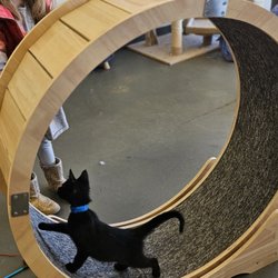 Gibson’s Cat Café - Cat on exercise wherl