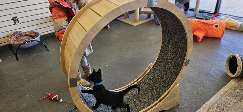 Gibson’s Cat Café