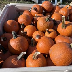 Cook's Valley Farm - Bin of pumpkins