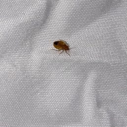 Bed bugs Bed bugs