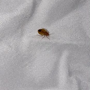 Tru by Hilton Indianapolis Downtown - Bed bugs - Hotels Near Me - Indianapolis, Indiana Tru by Hilton Indianapolis Downtown - Bed bugs - Hotels Near Me - Indianapolis, Indiana