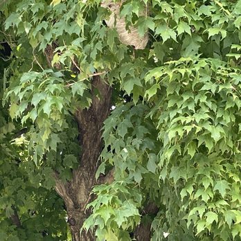 Hoosier Tree Techs - It was a huge hornet nest! - Tree Services Near Me