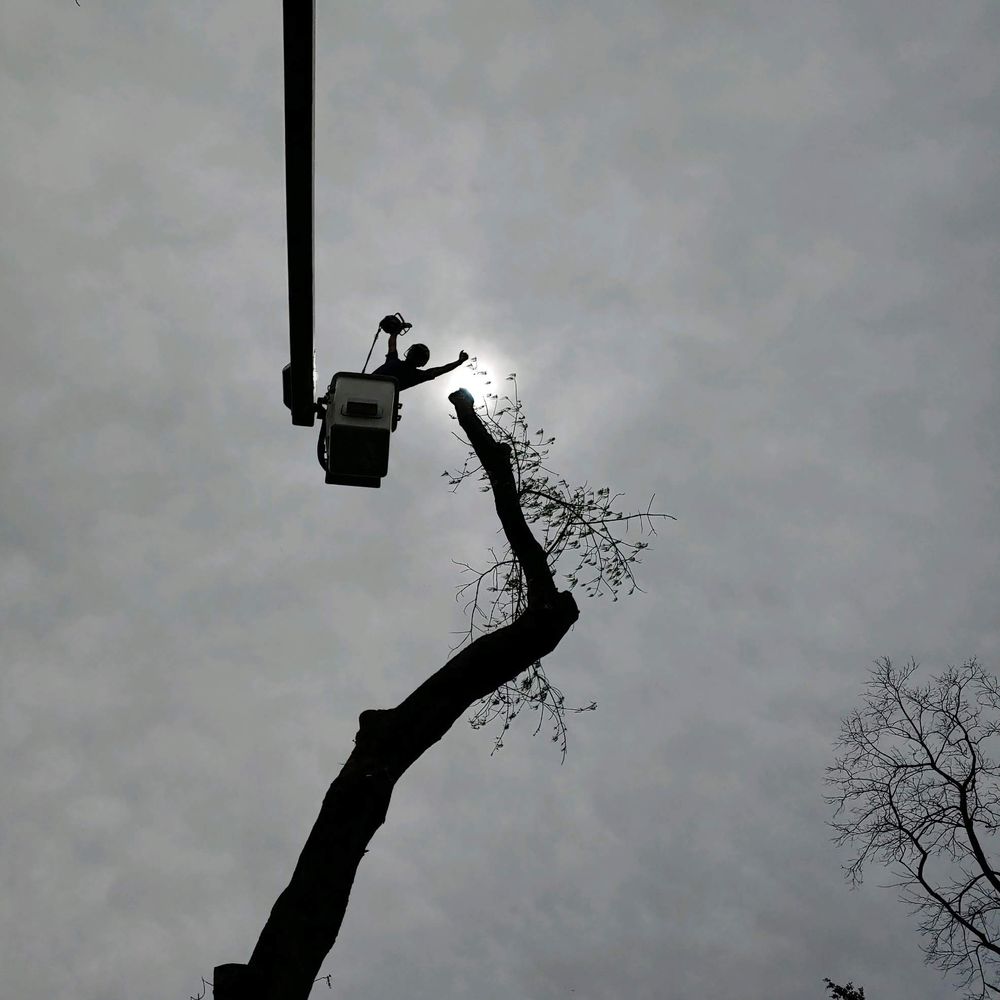 Simplethanks Tree Care - tree service in Cincinnati, OH