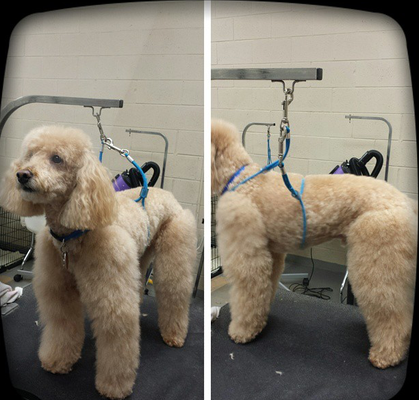 cuttles dog grooming