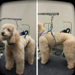 Cuttles Dog Grooming & Boutique