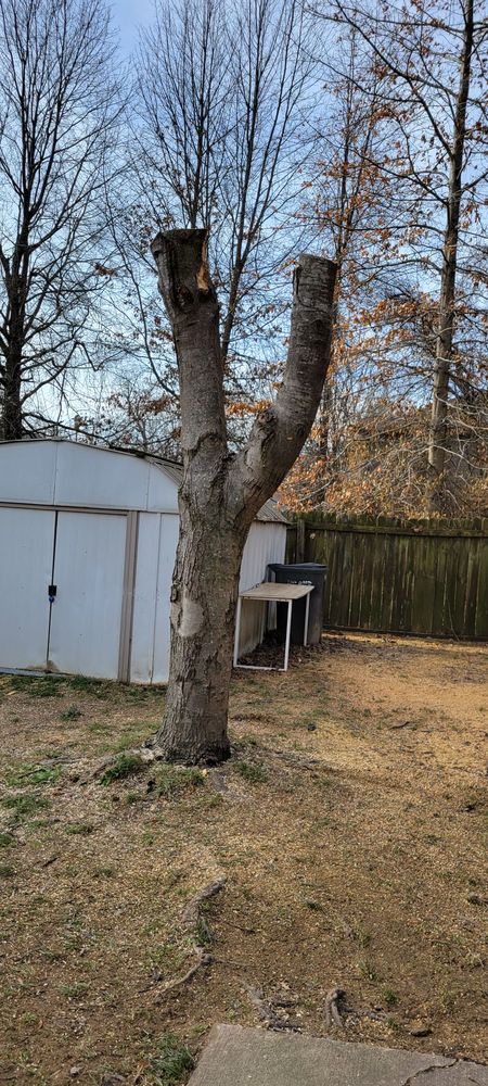 Gladiators Tree Service - tree service in Springdale, AR