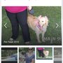 Photo of Pet Fest