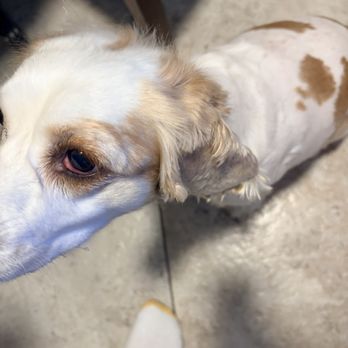 Petco - Poorly groomed dog. - Pet Stores Near Me - San Jose, California Petco - Poorly groomed dog. - Pet Stores Near Me - San Jose, California