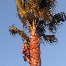 The Palm Pros - Handling Business