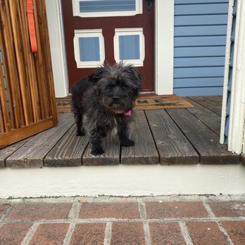 Grooms by the Bay - Chyna 11pd rescue Wanted to be groomed where her pup family was. - Pet Groomers Near Me - Pacific Grove, California Grooms by the Bay - Chyna 11pd rescue Wanted to be groomed where her pup family was. - Pet Groomers Near Me - Pacific Grove, California
