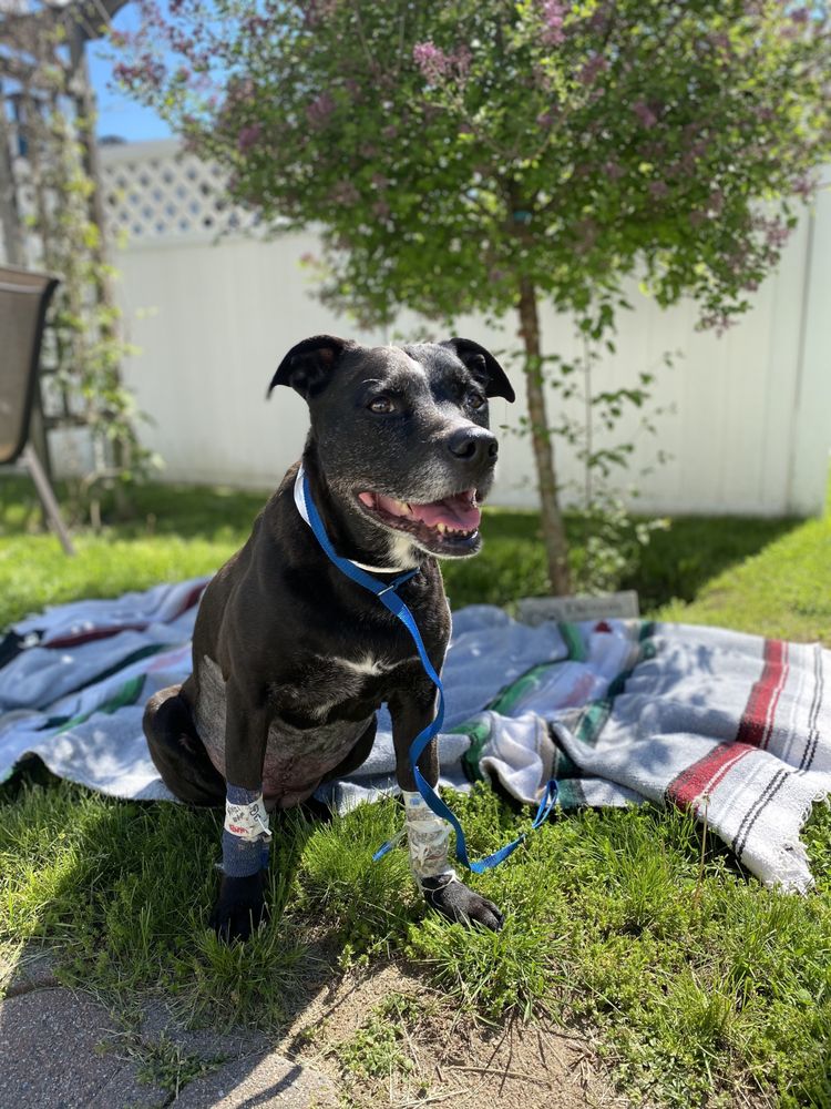 VETERINARY EMERGENCY CENTER 36 Reviews 135 Dowd Ave, Canton