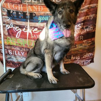 Peaceful Pets Services - This is the after photo. Great service, very happy with their work, very professional - Pet Groomers Near Me Peaceful Pets Services - This is the after photo. Great service, very happy with their work, very professional - Pet Groomers Near Me