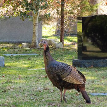 Lothrop Hill Cemetery - Buzzard, probably worrying about Turkey Day. - Funeral Services & Cemeteries Near Me - Barnstable, Massachusetts