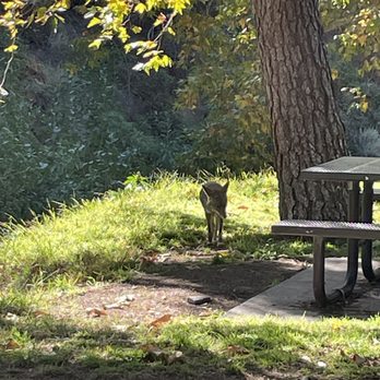 Wildwood Canyon Park - A fox. - Parks Near Me - Burbank, California