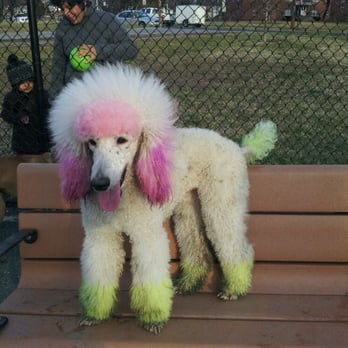 Heurich Dog Park - Found a mud puddle to play in...off to Grooming By Em for a bath and groom - Dog Parks Near Me - Hyattsville, Maryland Heurich Dog Park - Found a mud puddle to play in...off to Grooming By Em for a bath and groom - Dog Parks Near Me - Hyattsville, Maryland
