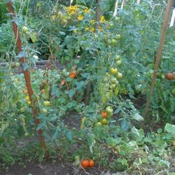 Anna Smith Children's Park - Tomatoes in one of the gardening plots cared for by kids.