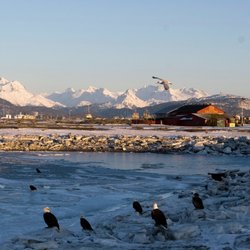 Alaska Family Motorhomes - Eagles on a beach