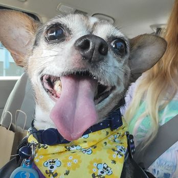 Luxe Pups - My dog in the car after she went there. They gave her the bandana. - Pet Groomers Near Me - Chino, California Luxe Pups - My dog in the car after she went there. They gave her the bandana. - Pet Groomers Near Me - Chino, California