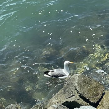 C Level - He moved on because I wasn't feeding him - New American Near Me - San Diego, California