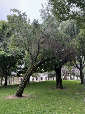 Abraham Lincoln Park by null