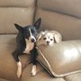 Photo of A & B's Pampered Pets