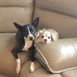 A & B's Pampered Pets - Our happy pampered pets!