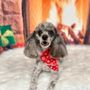 Photo of Dog Gone Classy