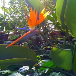 Wellesley College Botanic Gardens