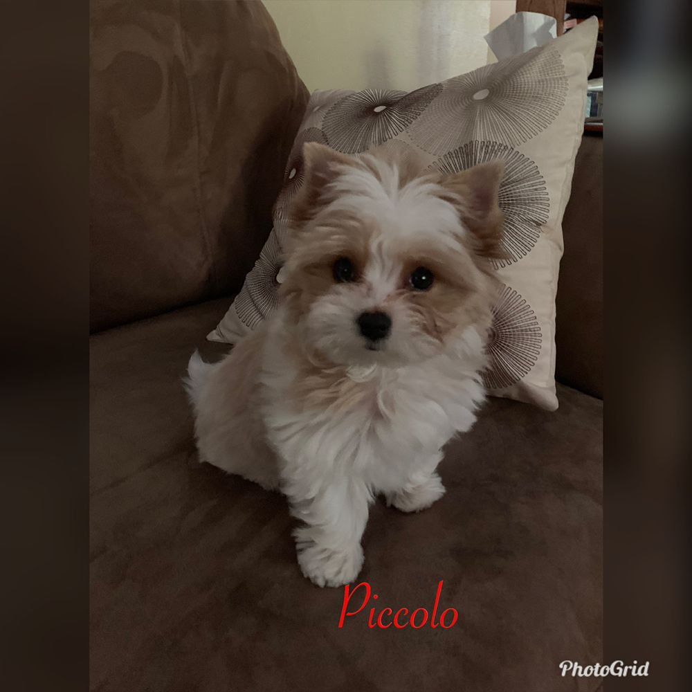 PAMPERED PETS BOARDING AND DAY CARE near you at 5718 Cherry Glen Rd