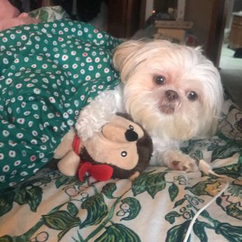 A Paw-Fect Cut - Chloe Beyonce - Pet Groomers Near Me - Frankfort, Illinois