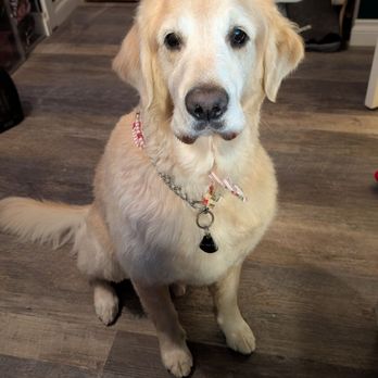 The Clip Joint Pet Grooming - A better look at his coat. Nice and trim. - Pet Groomers Near Me - Orange, California