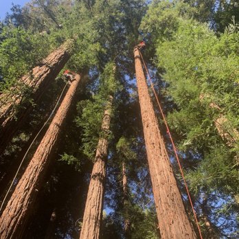 Oak and Ivy Tree Care - Tree Services Near Me Oak and Ivy Tree Care - Tree Services Near Me