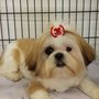 Photo of Wonderful Pets Grooming