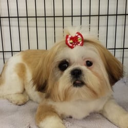 Wonderful Pets Grooming