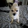 Photo of Happy Pawz