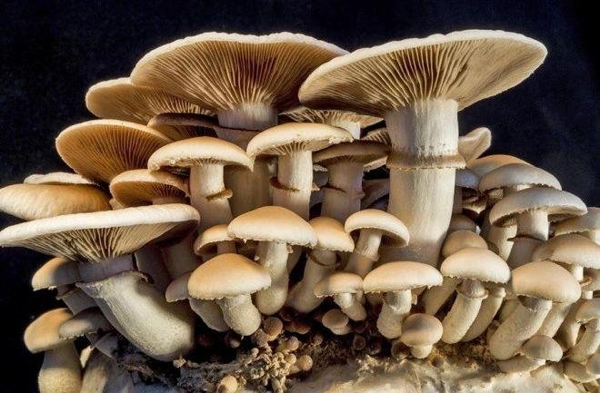Bennett Run Mushroom Farm Logo