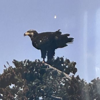 Island Adventures Whale Watching - Baby Bald Eagle - Whale Watching Tours Near Me - Anacortes, Washington Island Adventures Whale Watching - Baby Bald Eagle - Whale Watching Tours Near Me - Anacortes, Washington