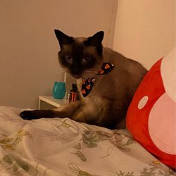 Woodminster Veterinary Hospital - Her