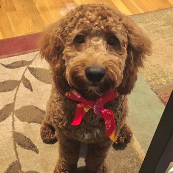 Tidy Tails Pet Grooming - 7 1/2 month old cockapoo - Pet Groomers Near Me - Bristol, Rhode Island